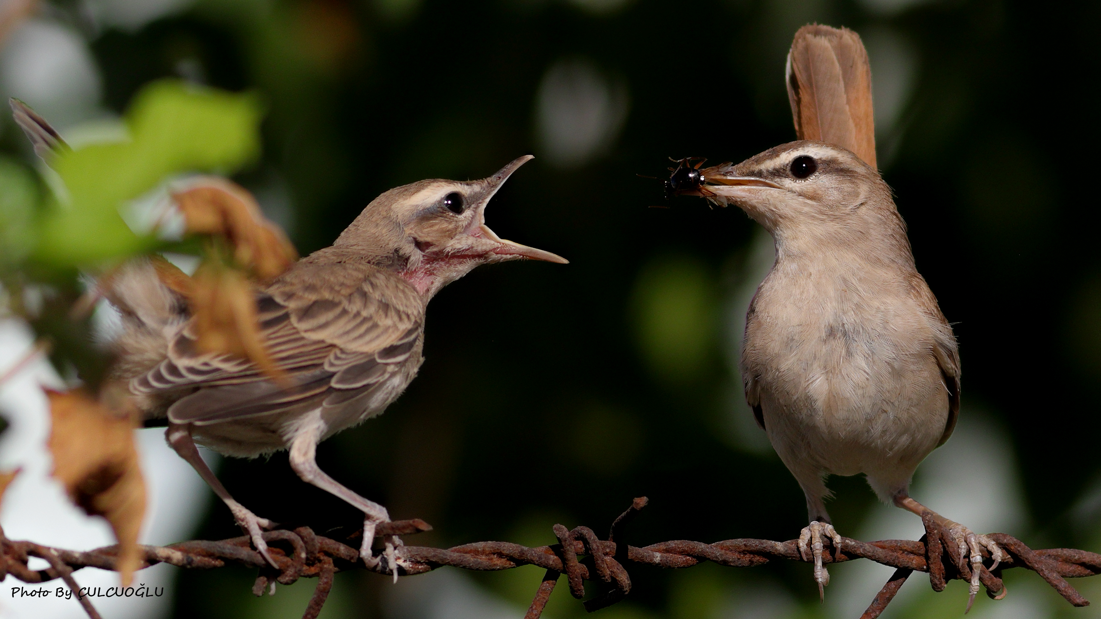 Rufous-tailed Scrub-Robin